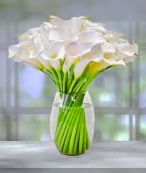 elegant calla lilies avas flowers