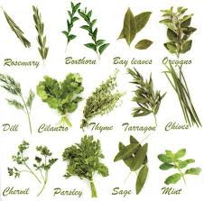 Pruning Herb Chart Google Search In 2019 Herbs List