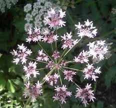 Heracleum sphondylium subsp. elegans (Crantz) Schübl. & G. Martens