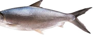 1.3 lalu definisi manajemen menurut lawrence a. Ciri Ciri Ikan Bandeng Anatomi Makanan Habitat Siklus Hidup Dll