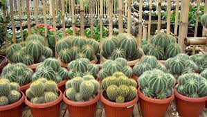 Manfaat Memelihara Tanaman Kaktus bagi Kesehatan