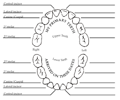 Primary Teeth Chart Tooth Chart Teeth Dental Assistant