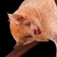 lesser long nosed bat facts and photos