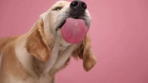 63 dog licking screen videos royalty