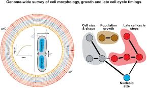 Genome Wide Phenotypic Analysis Of Growth Cell