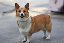 Very clean, very sanitary, only groom one dog at a time unless they come from the same home. Midland Mi Pembroke Welsh Corgi Meet Moses Munn Stray A Pet For Adoption