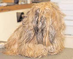 matted hair on your dog making your