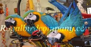 bird parrot scams egg scams internet scams