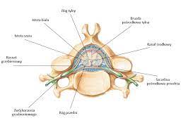 Rdzeń kręgowy przewodzi impulsy nerwowe. Leczenie Kregoslupa Rdzen Kregowy Budowa I Przekroj Widziany Przez Krag