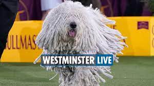 Westminster Dog Show 2022 LIVE – So ...