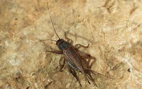 House Cricket Exterminators Pest