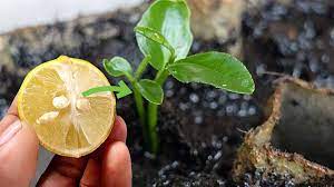 3 méthodes super efficaces pour faire pousser des pépins de citron  rapidement !