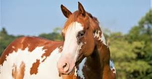 Image result for Horse For Sale