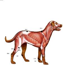 Acupressure Points Chart For Older Dogs Free Download