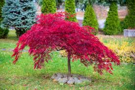 best trees for front yard landscaping
