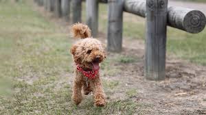 toy poodle dog breed information petmoo
