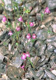 Galeopsis ladanum var. angustifolia - Wikipedia