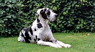 The bones of the great dane puppy grow at an unusually faster rate than normal, leading to painful bones because of the pressure exerted on the surrounding tissues. Great Dane Dog Breed Facts Temperament And Care Info