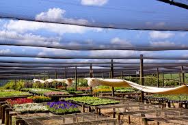 Shade Cloth To Protect Plants