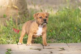 Rehome buy and sell, and give an animal a forever home with preloved! Staffordshire Bull Terrier Stafford Puppies For Sale Akc Puppyfinder