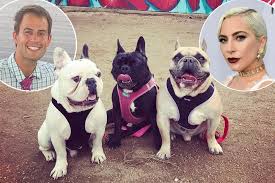 Lady gaga's dog walker is shot four times in the chest by two men who stole two of the star's three french bulldogs in hollywood. Ba05mnysqq1igm