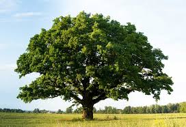 essay on save trees in english for