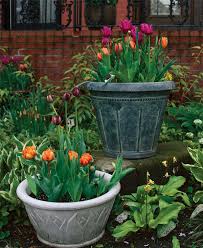 How To Plant Tulips In Pots