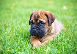 Bullmastiffs are highly protective of their family against any perceived threats, but they are much more likely to bowl over strangers than attack, which makes them desirable as guard dogs. Bullmastiff Puppies For Sale Akc Puppyfinder