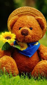 cute teddy bear bear cute iphone5