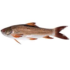 free vector rui fish rohu fish