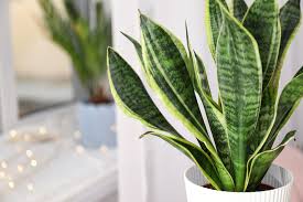 Snake Plant How To Grow And Care For