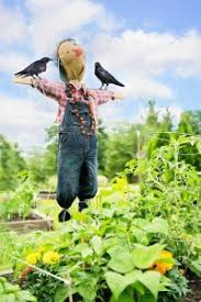 Or only compost yard waste if crows return despite your best efforts, you can keep them from ravaging your garden by draping bird. How To Keep Birds Out Of The Garden Keep Animals Out Of Garden
