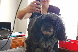 lessons from a groomer clipper tips