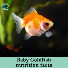 can i eat goldfish with braces