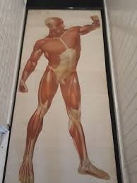 Muscles Of The Human Body Wall Chart From Deutsches Hygiene Institute 1948 Catawiki