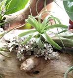 can-you-grow-air-plants-on-driftwood
