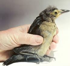 Baby Bird Identification Gallery