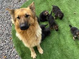 Lancaster puppies has your shetland sheepdog for sale. German Shepherd Puppies For Adoption Free Classifieds My Free Ads Uae