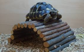 Best Bedding For Tortoise 40