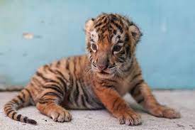 fifth endangered bengal tiger born in