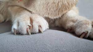 cat nails splitting here s what to do