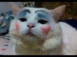 create meme painted sphynx cat photos
