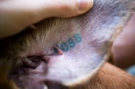 Tetování Psů Dogs Magazín