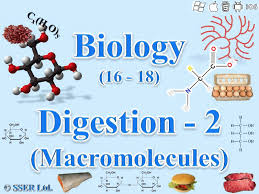 digestion 2 macromolecules sser ltd