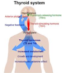 Difference Between Hypothyroidism And Hyperthyroidism