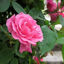 25 most beautiful pink roses varieties