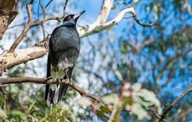 magpies swooping bird alert