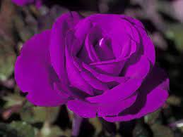 1 5 gallon in pot purple rose l27469
