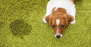 get rid of pet urine smell in carpet
