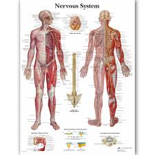 Us 14 72 5 Off Human Nervous System Chart Poster Map Canvas Painting Wall Pictures For Medical Education Doctors Office Classroom Home Decor In